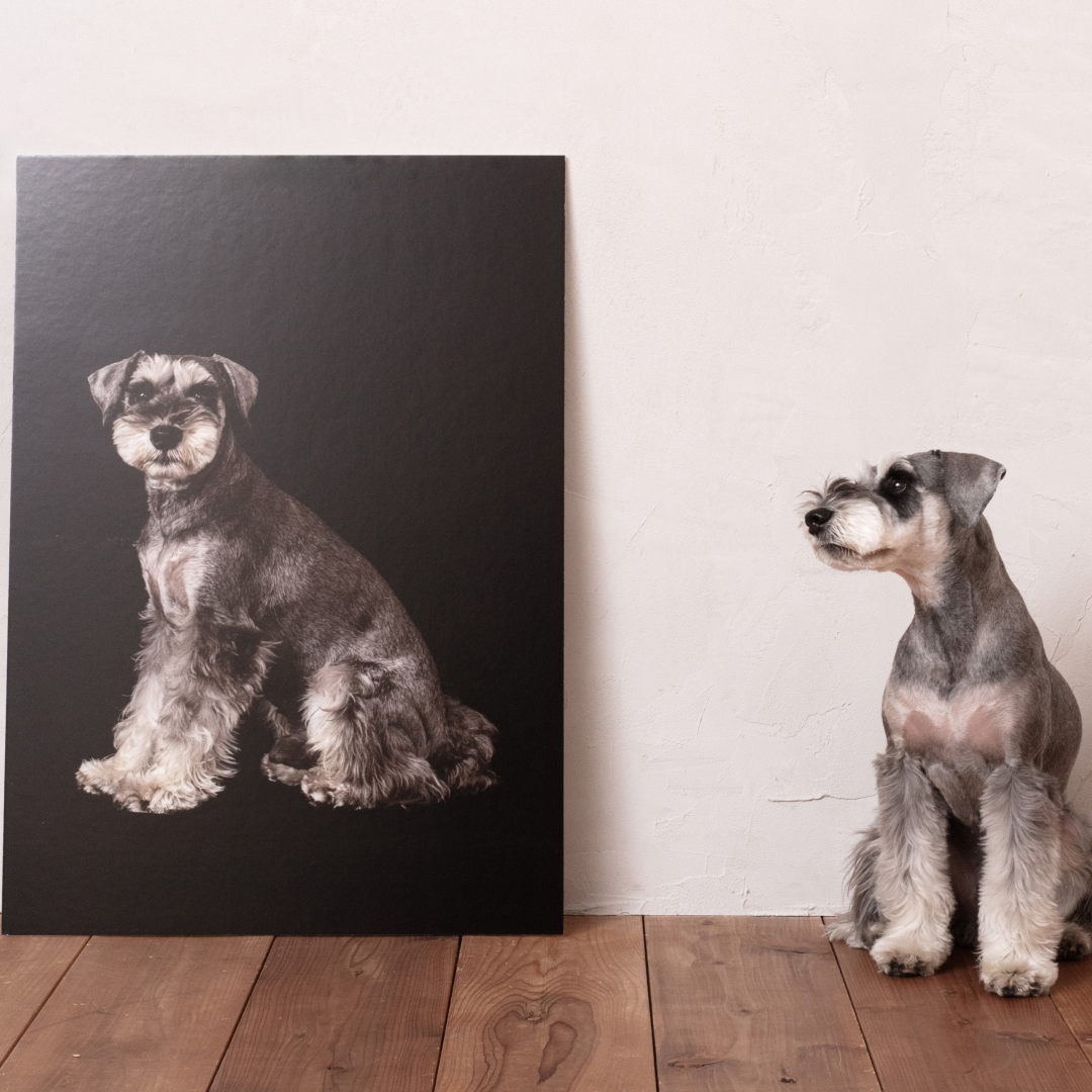 Fish Photo　わんちゃんの等身大フォトプラン